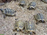 Griechische Landschildkröten THB, männlich