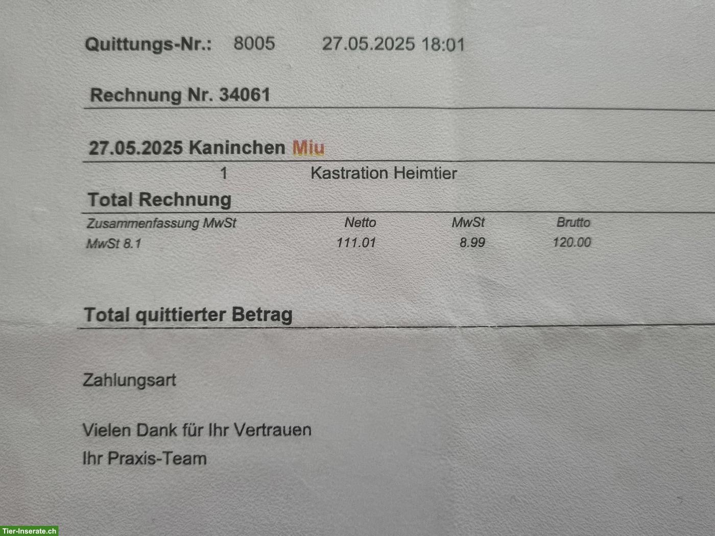 Bild 3: Löwenkopf Zwergkaninchen suchen gemeinsames Zuhause