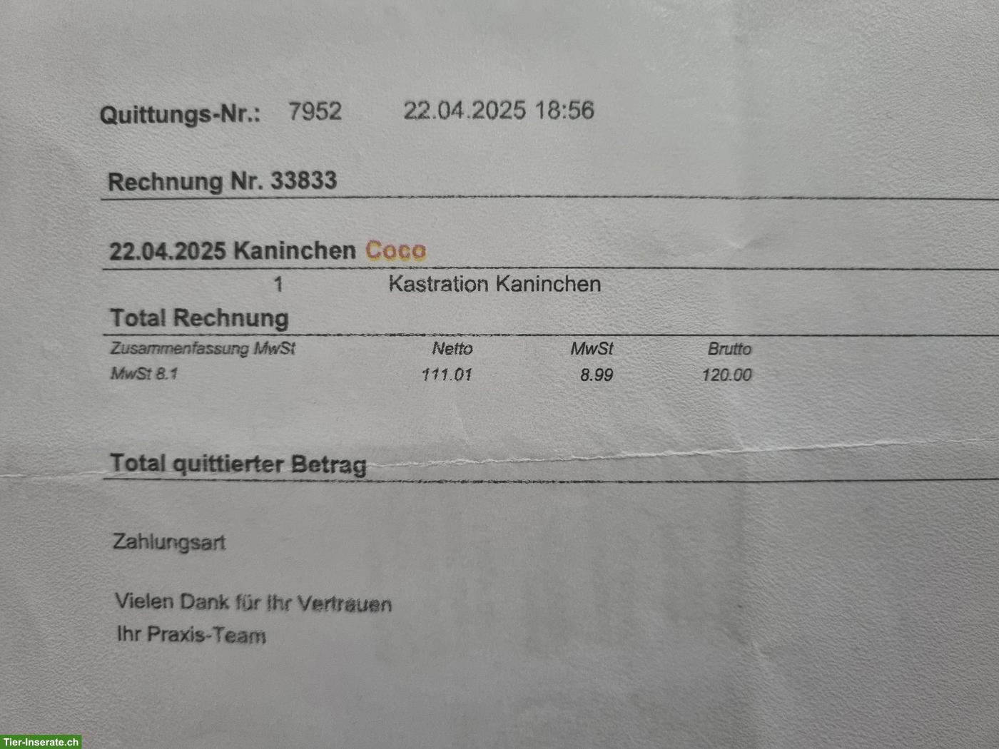 Bild 4: Löwenkopf Zwergkaninchen suchen gemeinsames Zuhause