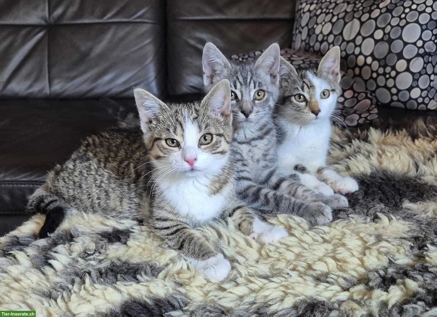 Europäische Hauskatzen, 1 Kater & 2 Kätzinnen
