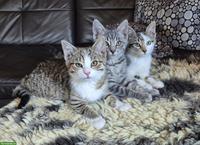 Europäische Hauskatzen, 1 Kater & 2 Kätzinnen
