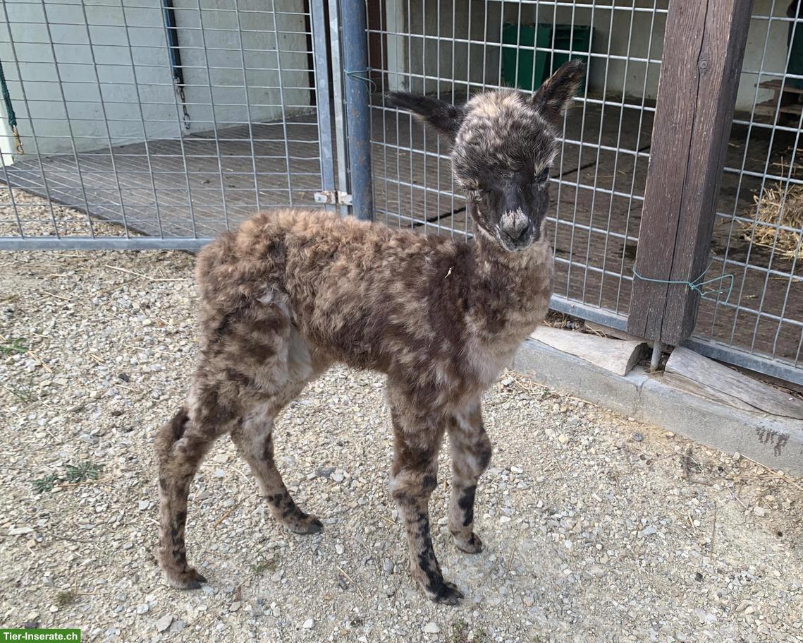 Appaloosa Alpaka Hengst/Wallach zu verkaufen