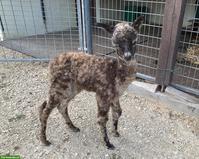 Appaloosa Alpaka Hengst/Wallach zu verkaufen