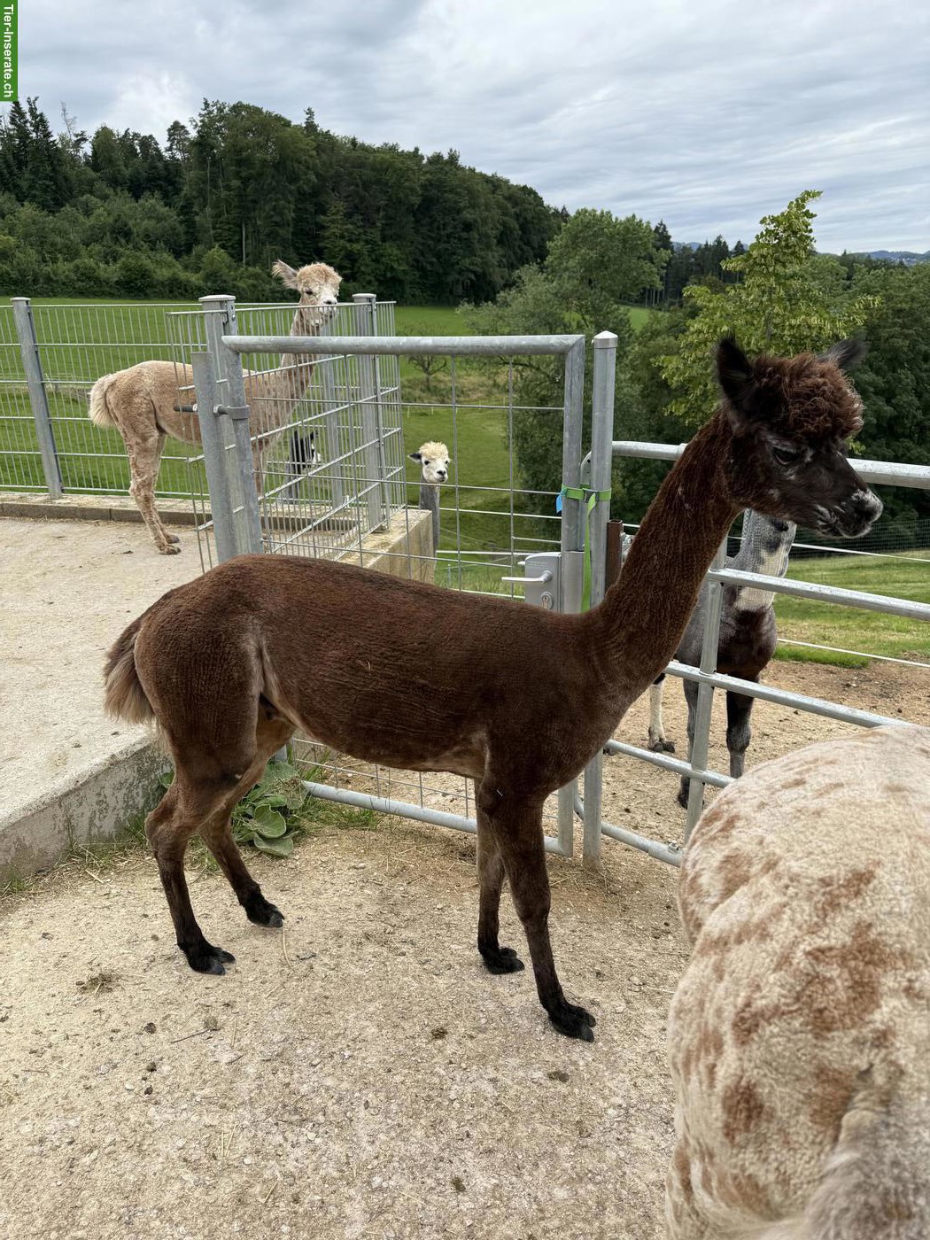 Bild 2: Appaloosa Alpaka Hengst/Wallach zu verkaufen