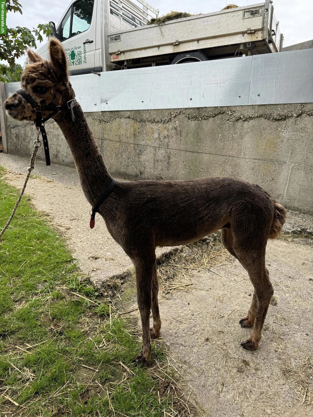 Bild 3: Appaloosa Alpaka Hengst/Wallach zu verkaufen