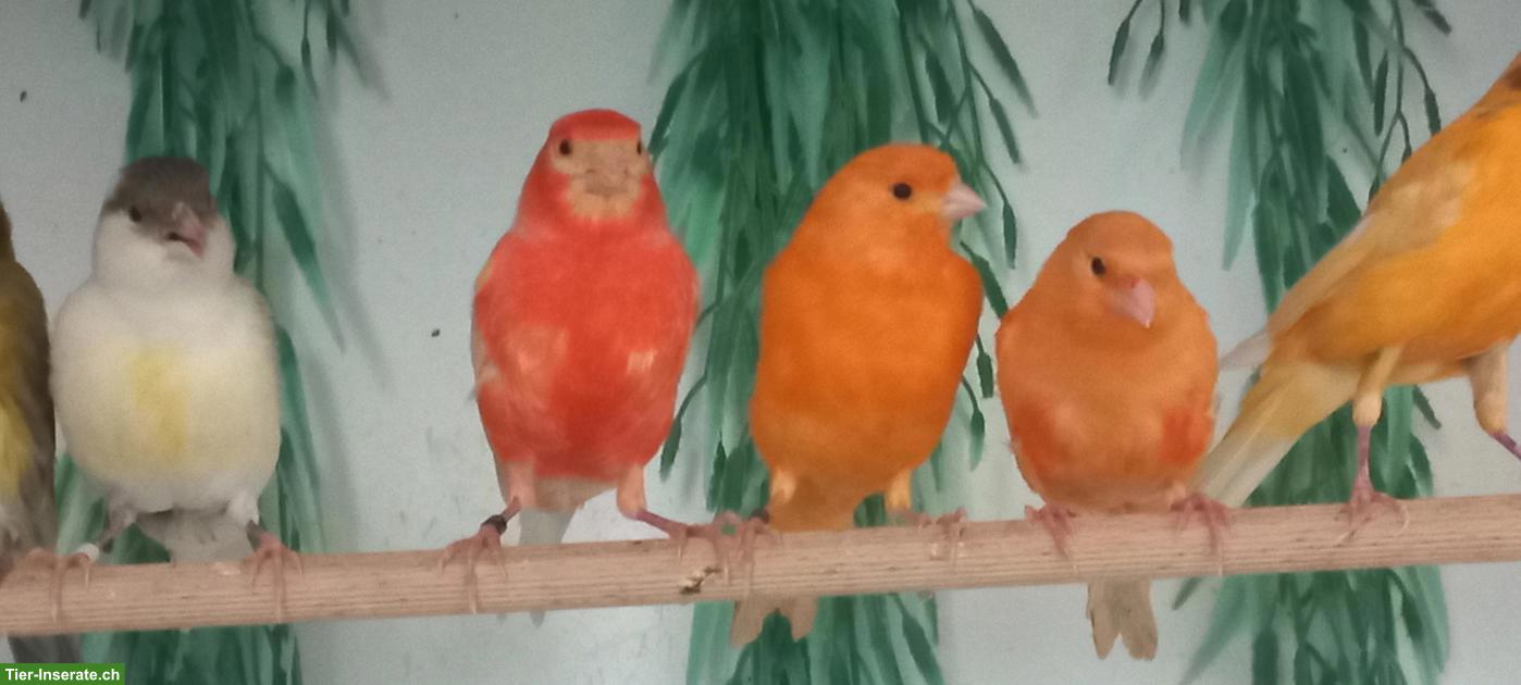 Bild 8: Sehr schöne Kanarienvögel zu verkaufen