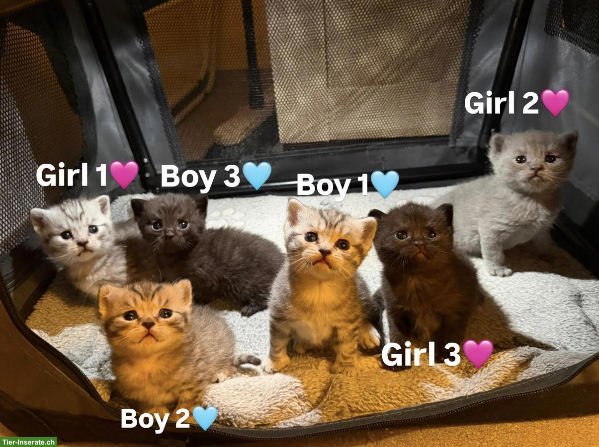 BKH Kitten (Katerli + Weibchen) suchen neues Zuhause🏡