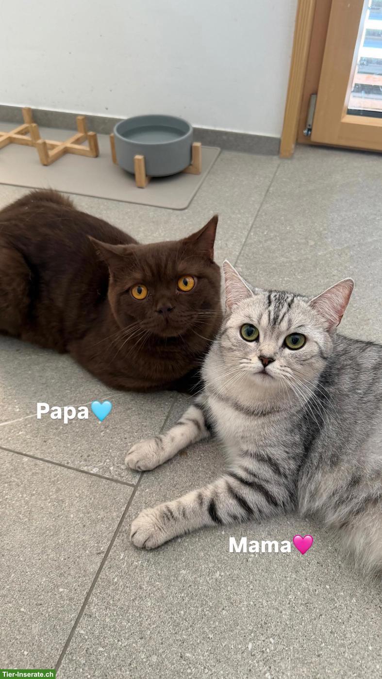 Bild 10: BKH Kitten (Katerli + Weibchen) suchen neues Zuhause🏡