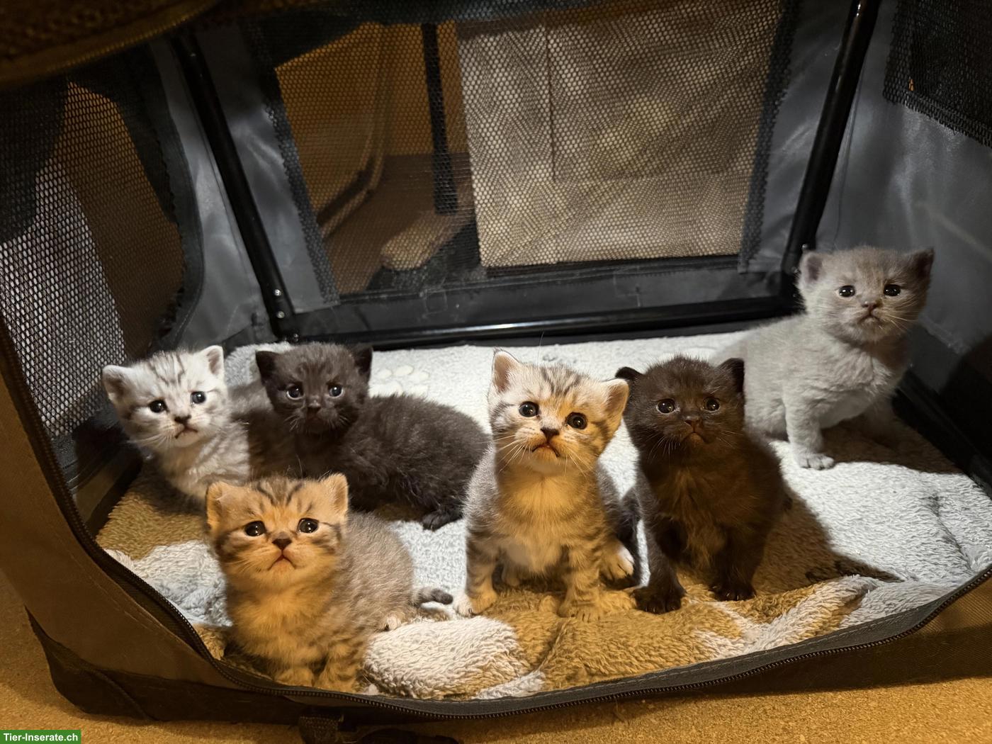 Bild 2: BKH Kitten (Katerli + Weibchen) suchen neues Zuhause🏡