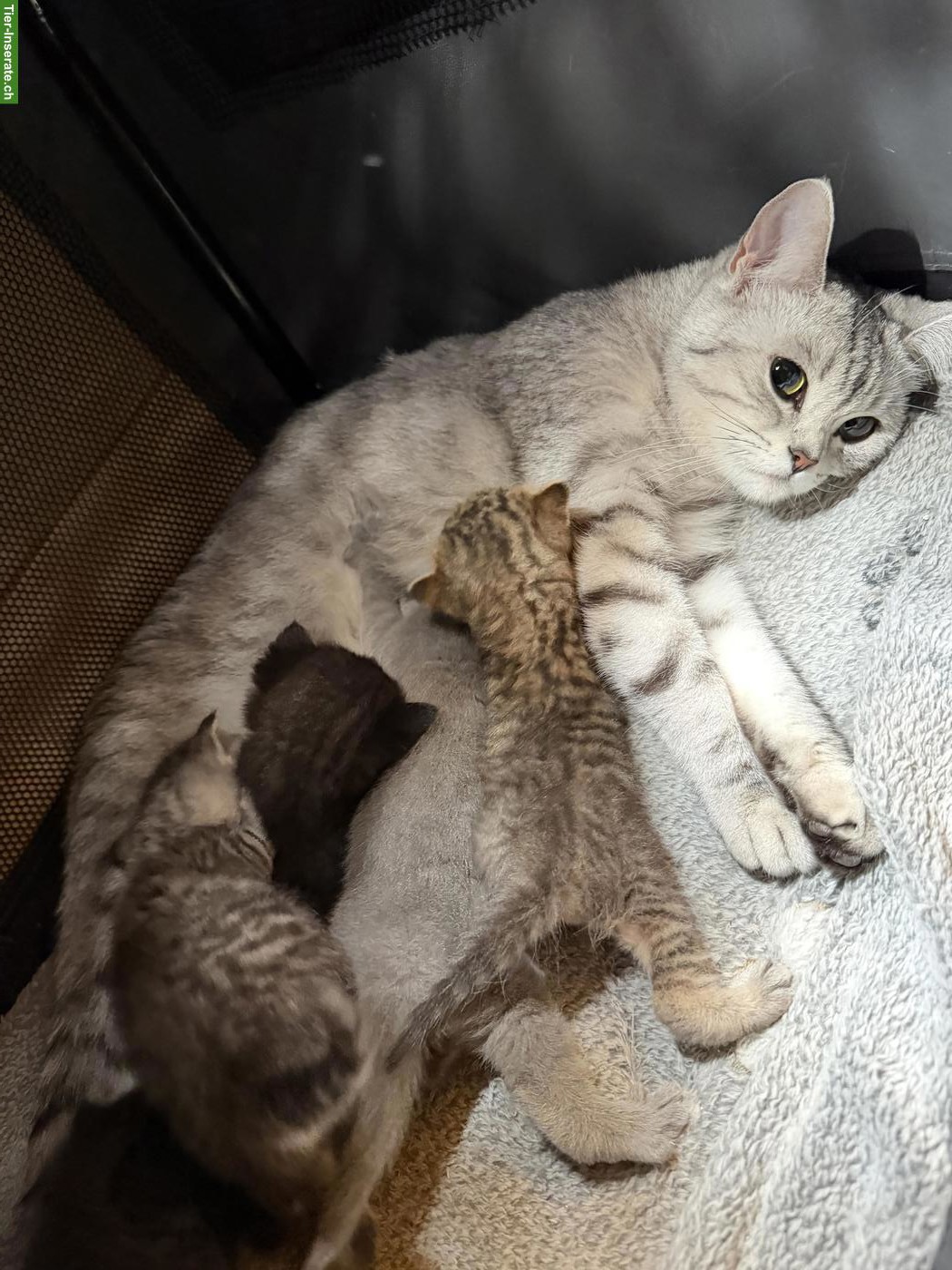 Bild 3: BKH Kitten (Katerli + Weibchen) suchen neues Zuhause🏡