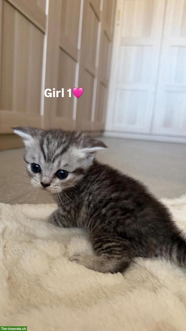 Bild 4: BKH Kitten (Katerli + Weibchen) suchen neues Zuhause🏡