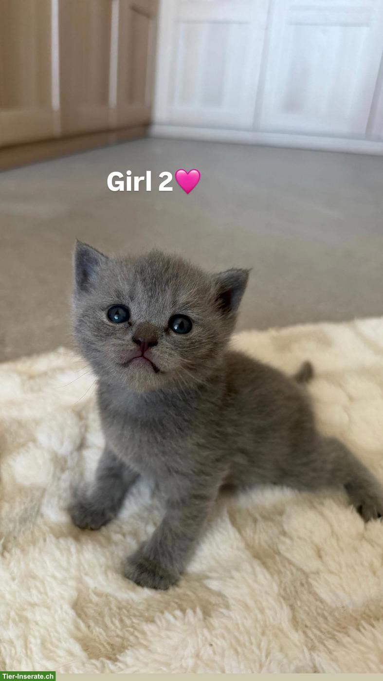 Bild 5: BKH Kitten (Katerli + Weibchen) suchen neues Zuhause🏡