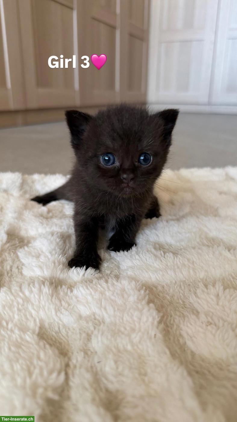 Bild 6: BKH Kitten (Katerli + Weibchen) suchen neues Zuhause🏡