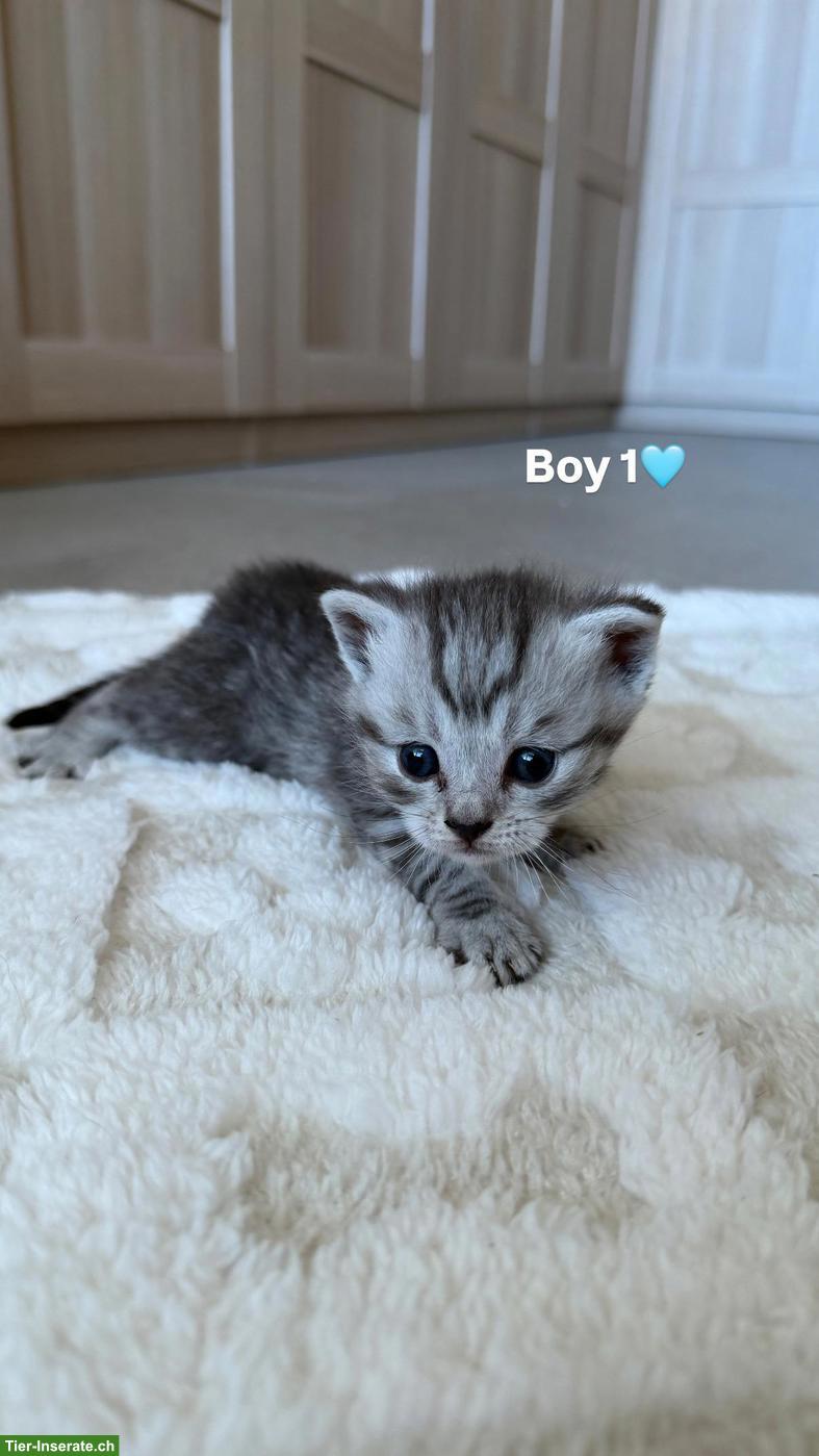 Bild 7: BKH Kitten (Katerli + Weibchen) suchen neues Zuhause🏡
