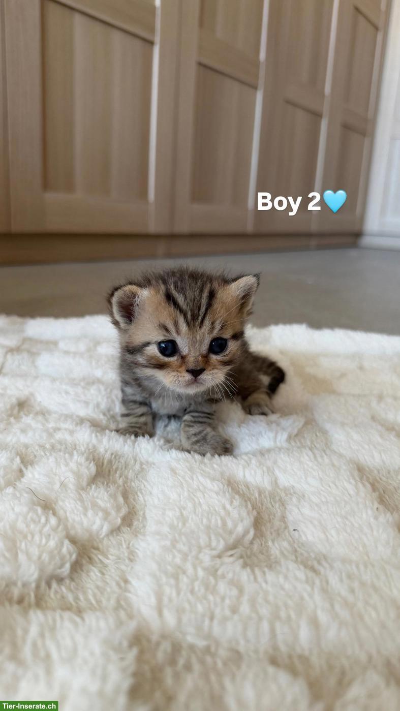 Bild 8: BKH Kitten (Katerli + Weibchen) suchen neues Zuhause🏡