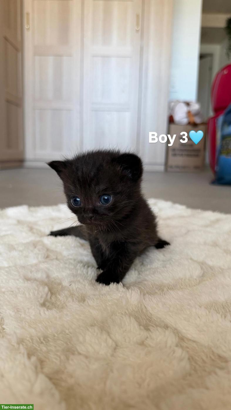 Bild 9: BKH Kitten (Katerli + Weibchen) suchen neues Zuhause🏡