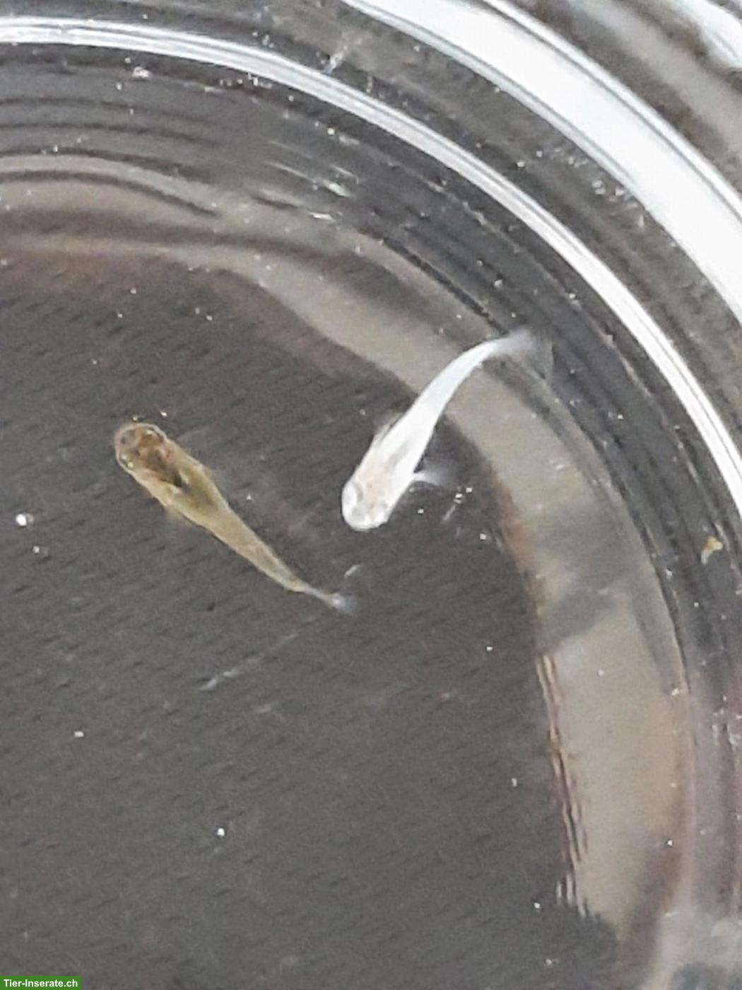 Bild 2: Medaka Jungfische zu verkaufen
