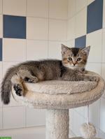 Süsse Britisch Kurzhaar Kitten, blue & golden shaded