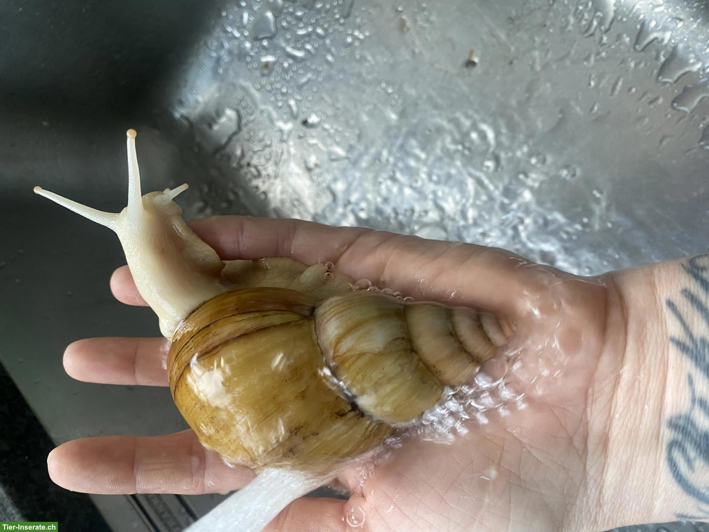 Grosse Achatschnecken gratis abzugeben