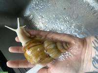 Grosse Achatschnecken gratis abzugeben