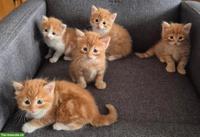 5 herzige Katzenbabys, rot-weisse Langhaarkatzen