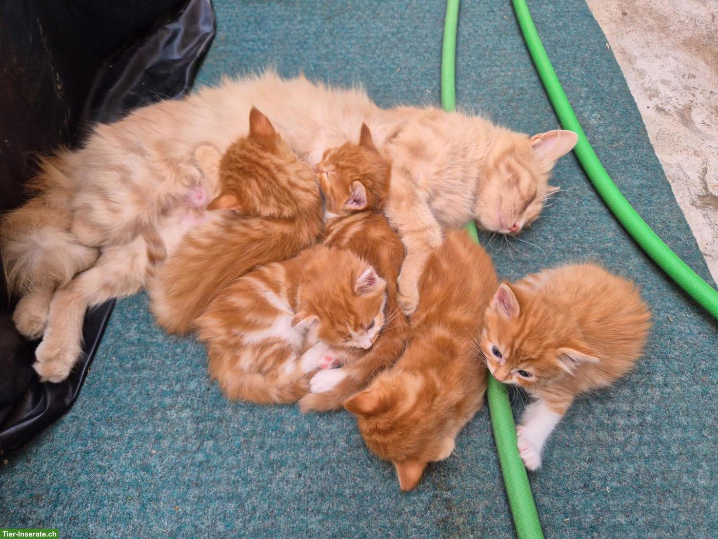 Bild 2: 5 herzige Katzenbabys, rot-weisse Langhaarkatzen