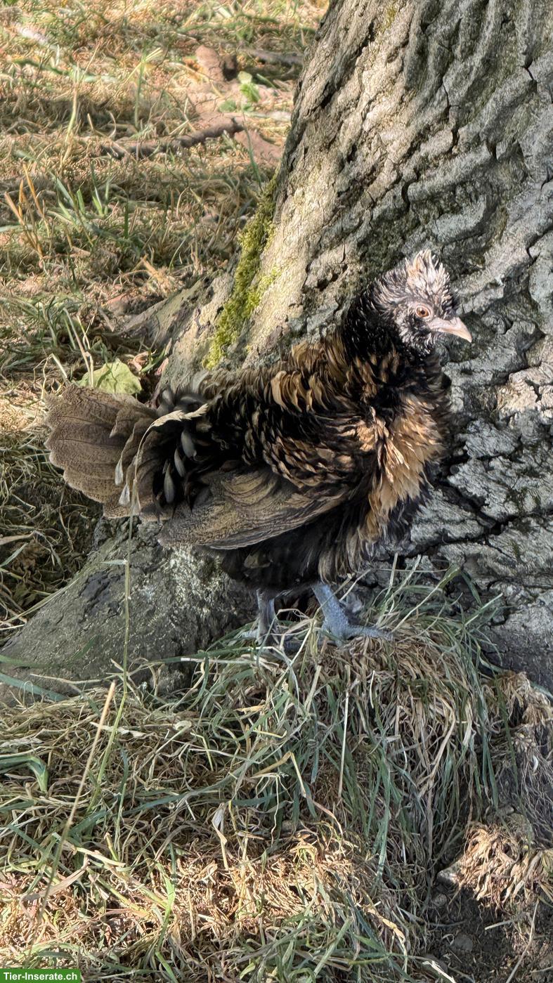 Wunderschöne junge Strupphennen abzugeben