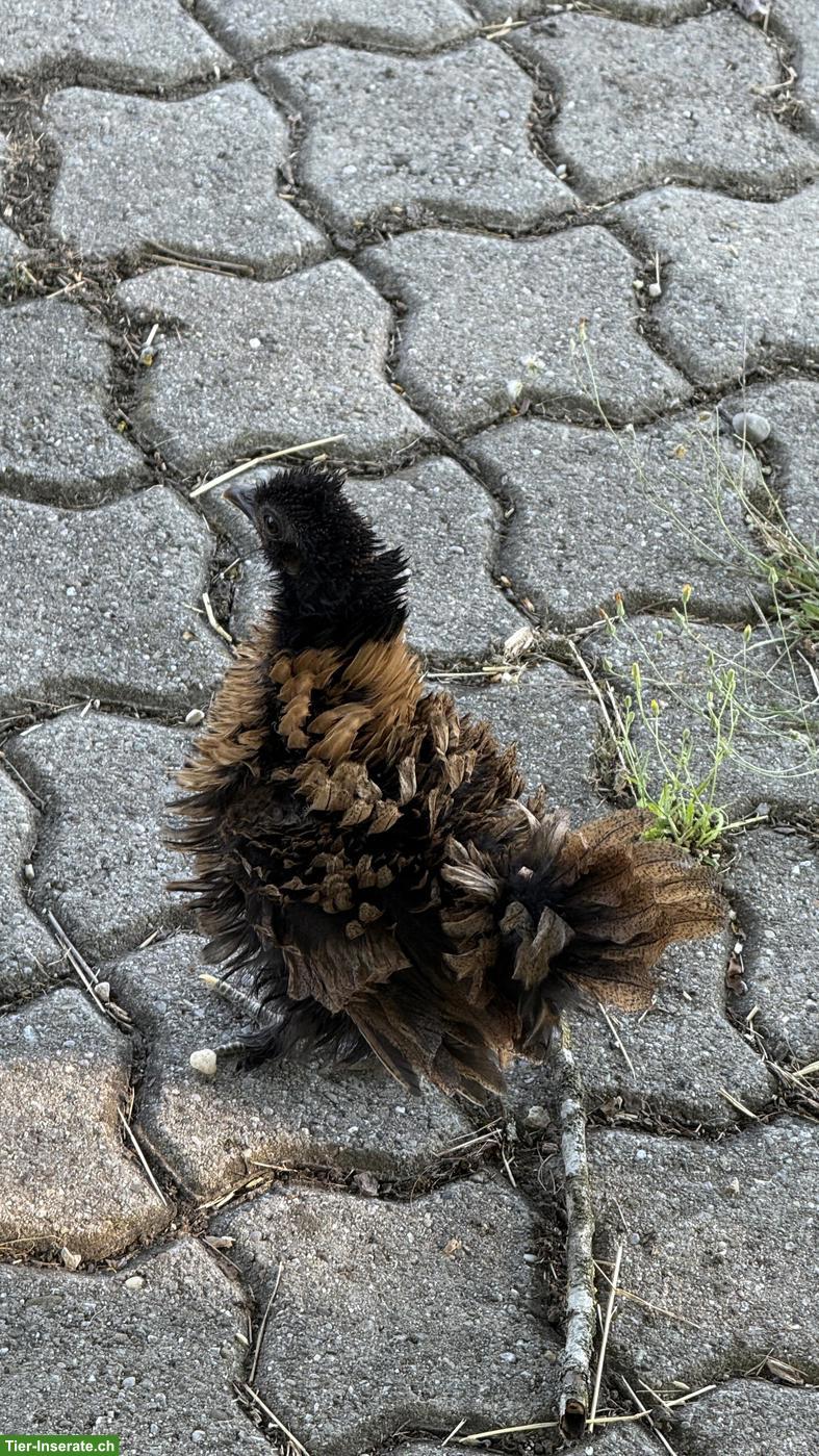 Bild 2: Wunderschöne junge Strupphennen abzugeben