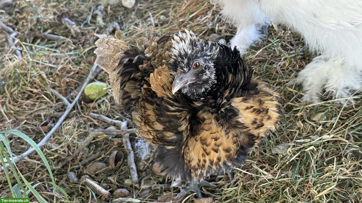 Bild 3: Wunderschöne junge Strupphennen abzugeben