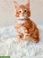 Rote Maine Coon Kitten mit Stammbaum