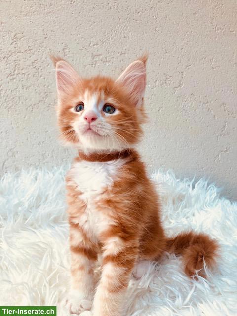 Bild 2: Rote Maine Coon Kitten mit Stammbaum