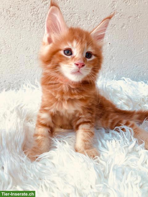 Bild 3: Rote Maine Coon Kitten mit Stammbaum