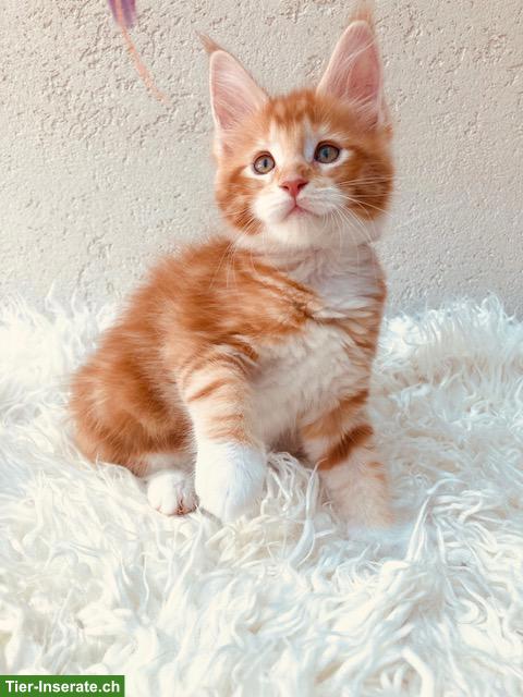 Bild 4: Rote Maine Coon Kitten mit Stammbaum