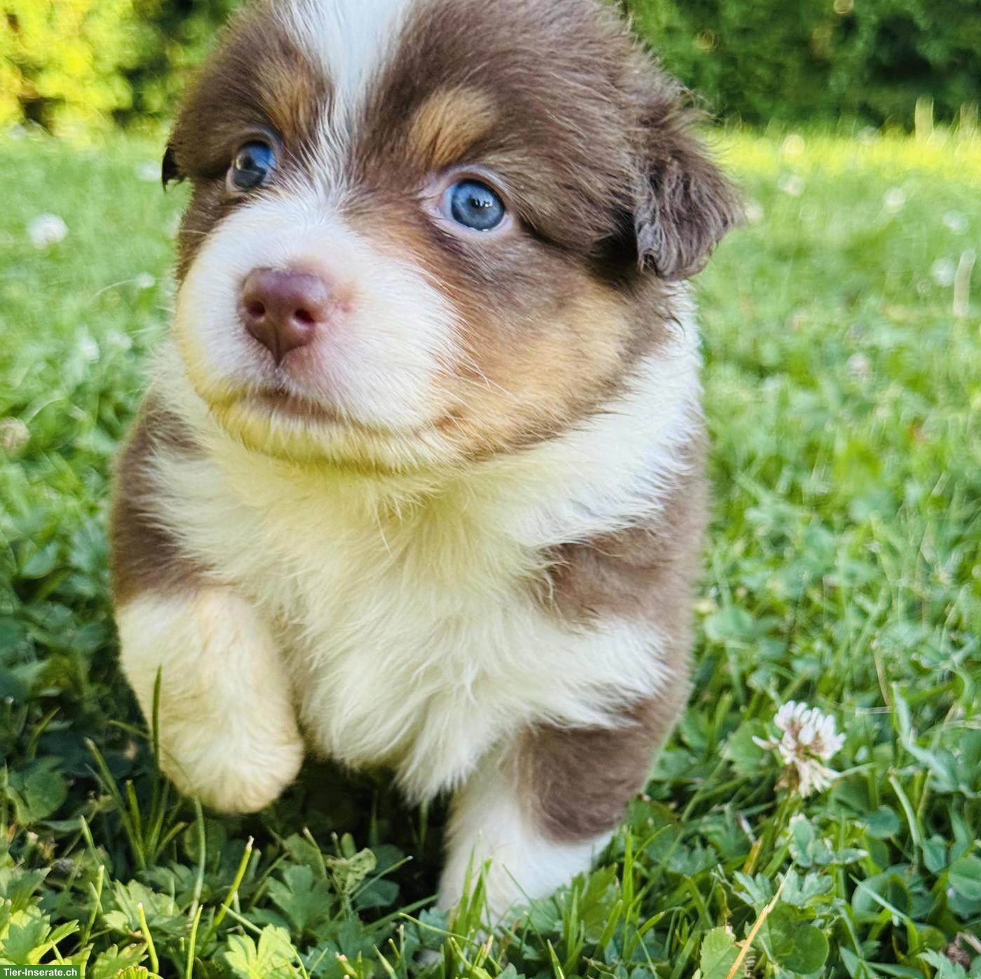 Australian Shepherd Welpen mit blauen Augen suchen liebes Zuhause