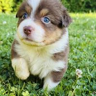 Australian Shepherd Welpen mit blauen Augen suchen liebes Zuhause