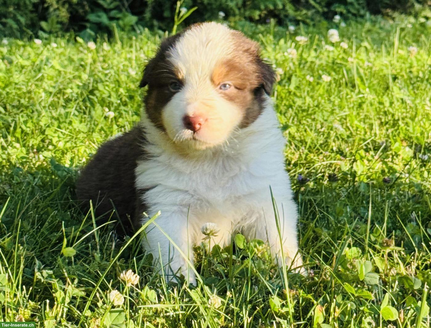 Bild 2: Australian Shepherd Welpen mit blauen Augen suchen liebes Zuhause