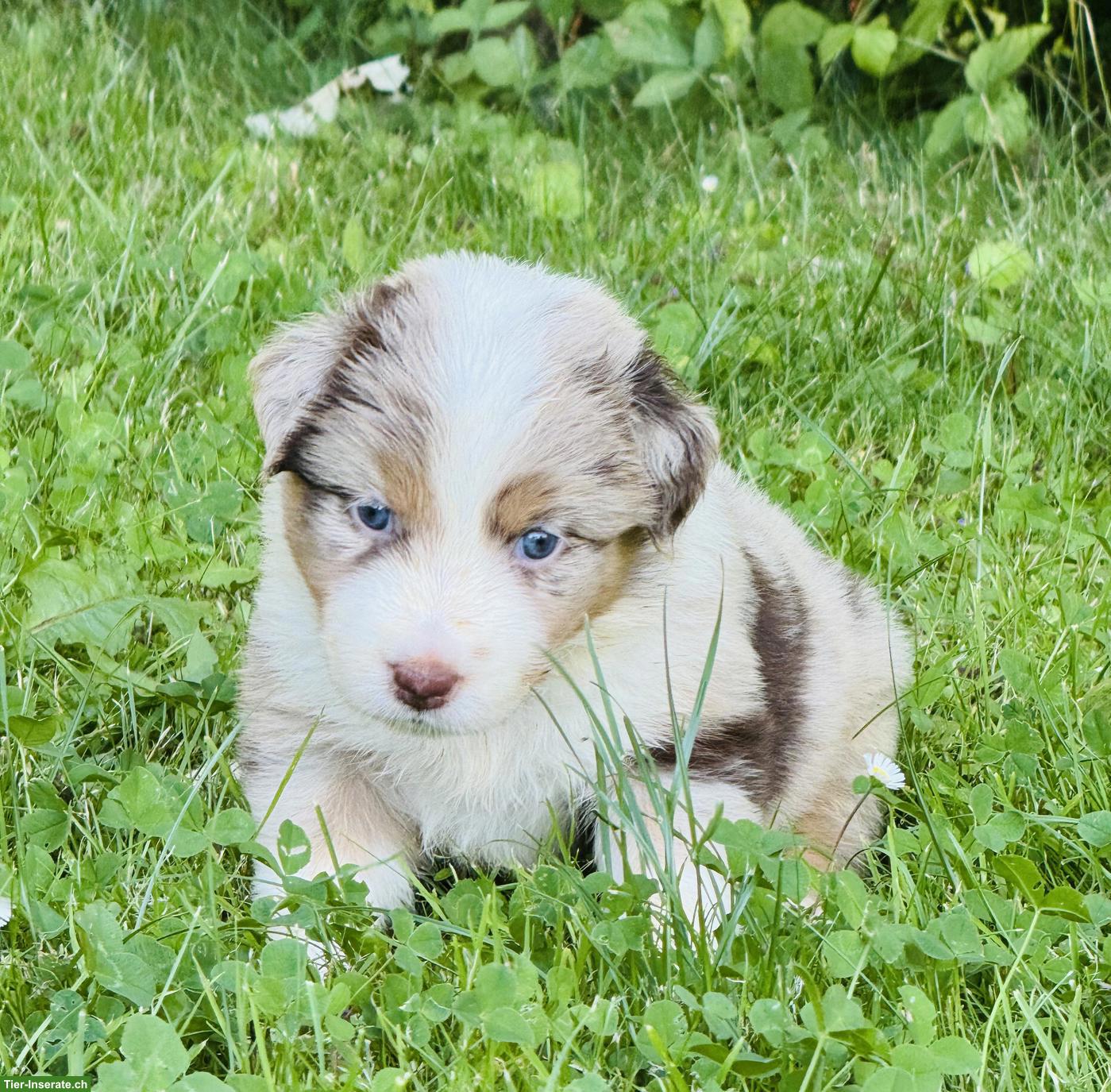 Bild 3: Australian Shepherd Welpen mit blauen Augen suchen liebes Zuhause