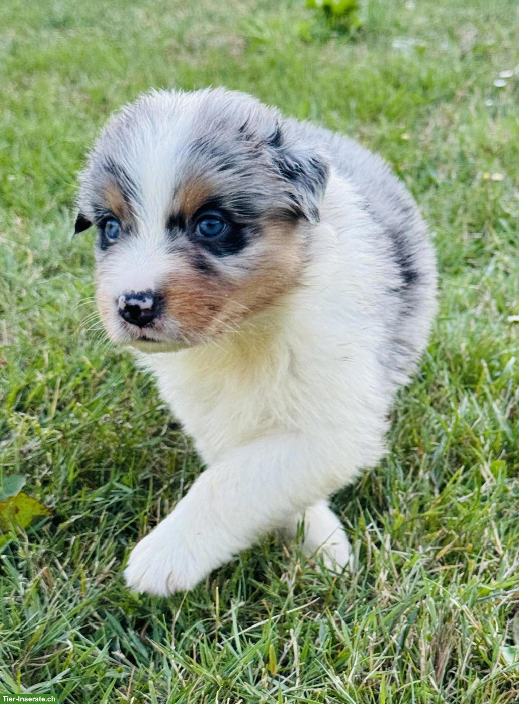 Bild 4: Australian Shepherd Welpen mit blauen Augen suchen liebes Zuhause