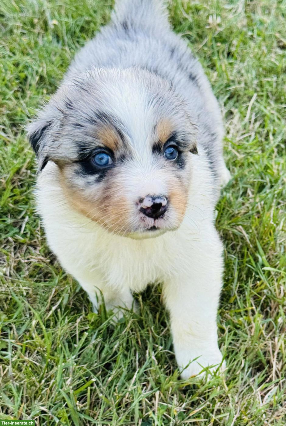 Bild 5: Australian Shepherd Welpen mit blauen Augen suchen liebes Zuhause