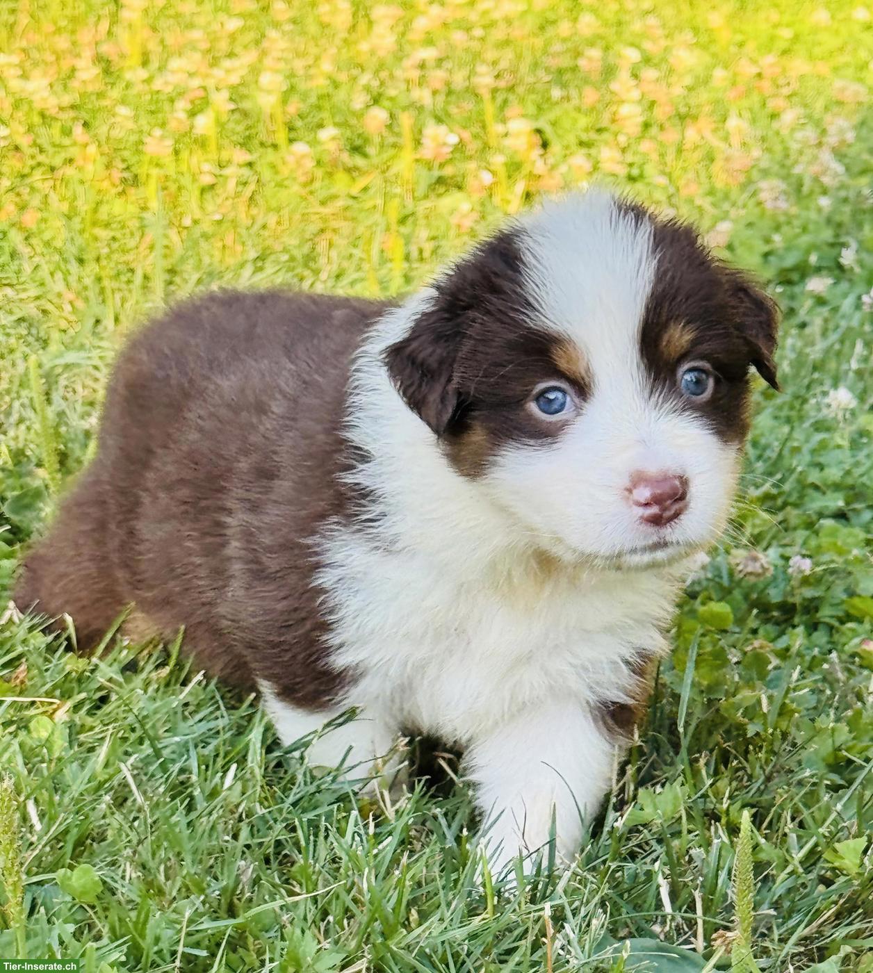 Bild 6: Australian Shepherd Welpen mit blauen Augen suchen liebes Zuhause
