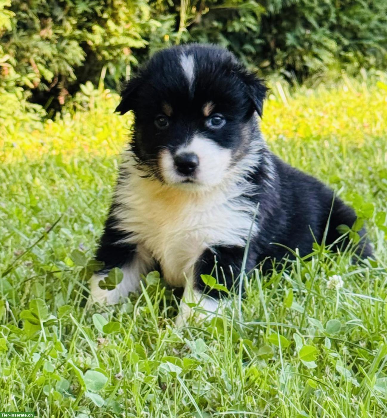 Bild 7: Australian Shepherd Welpen mit blauen Augen suchen liebes Zuhause