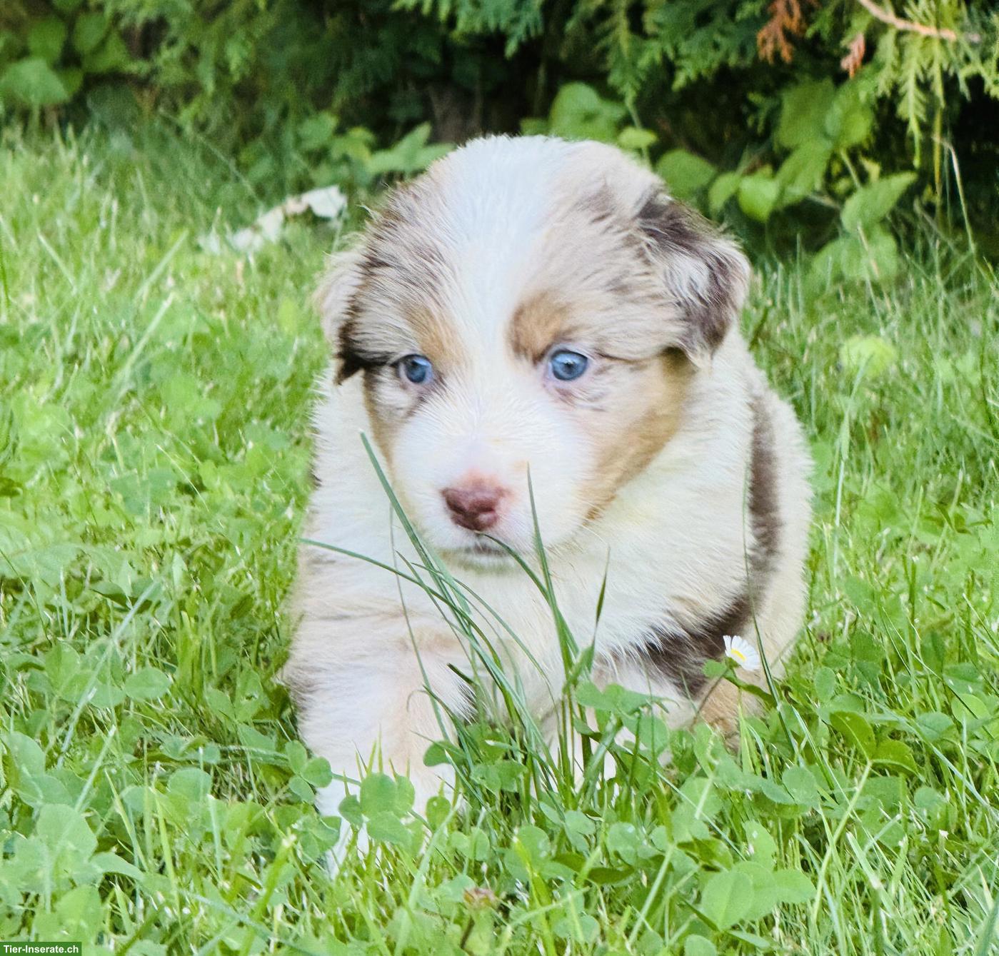Bild 8: Australian Shepherd Welpen mit blauen Augen suchen liebes Zuhause