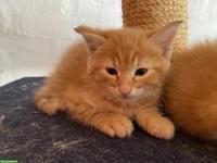Roter Maine Coon Mix Kitten (Kater)
