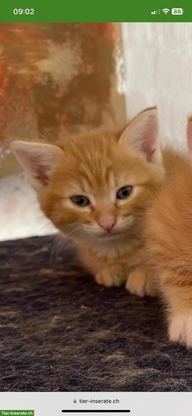 Bild 2: Roter Maine Coon Mix Kitten (Kater)