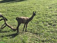 Lama Classic, Stuten und Hengst