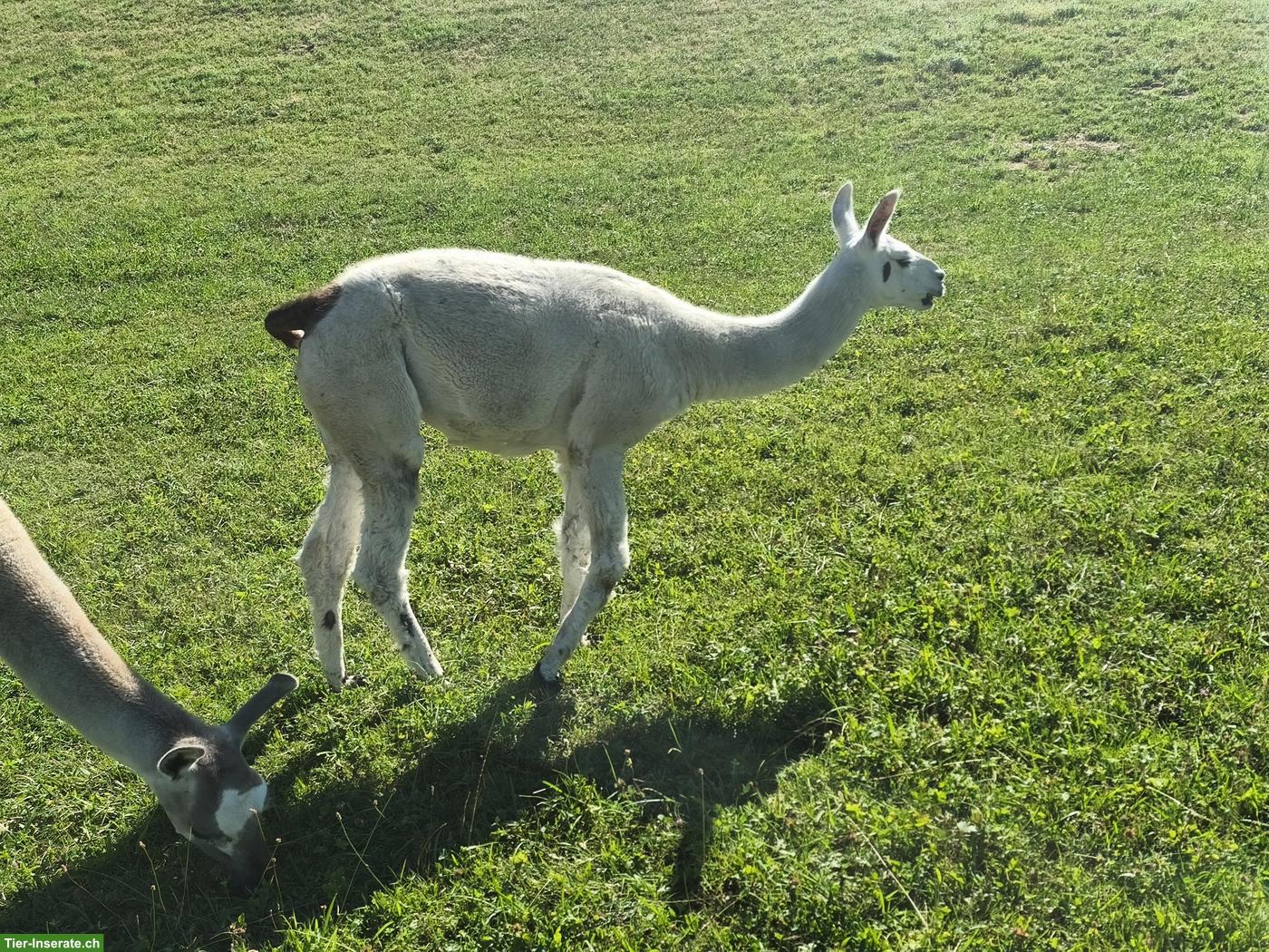 Bild 2: Lama Classic, Stuten und Hengst