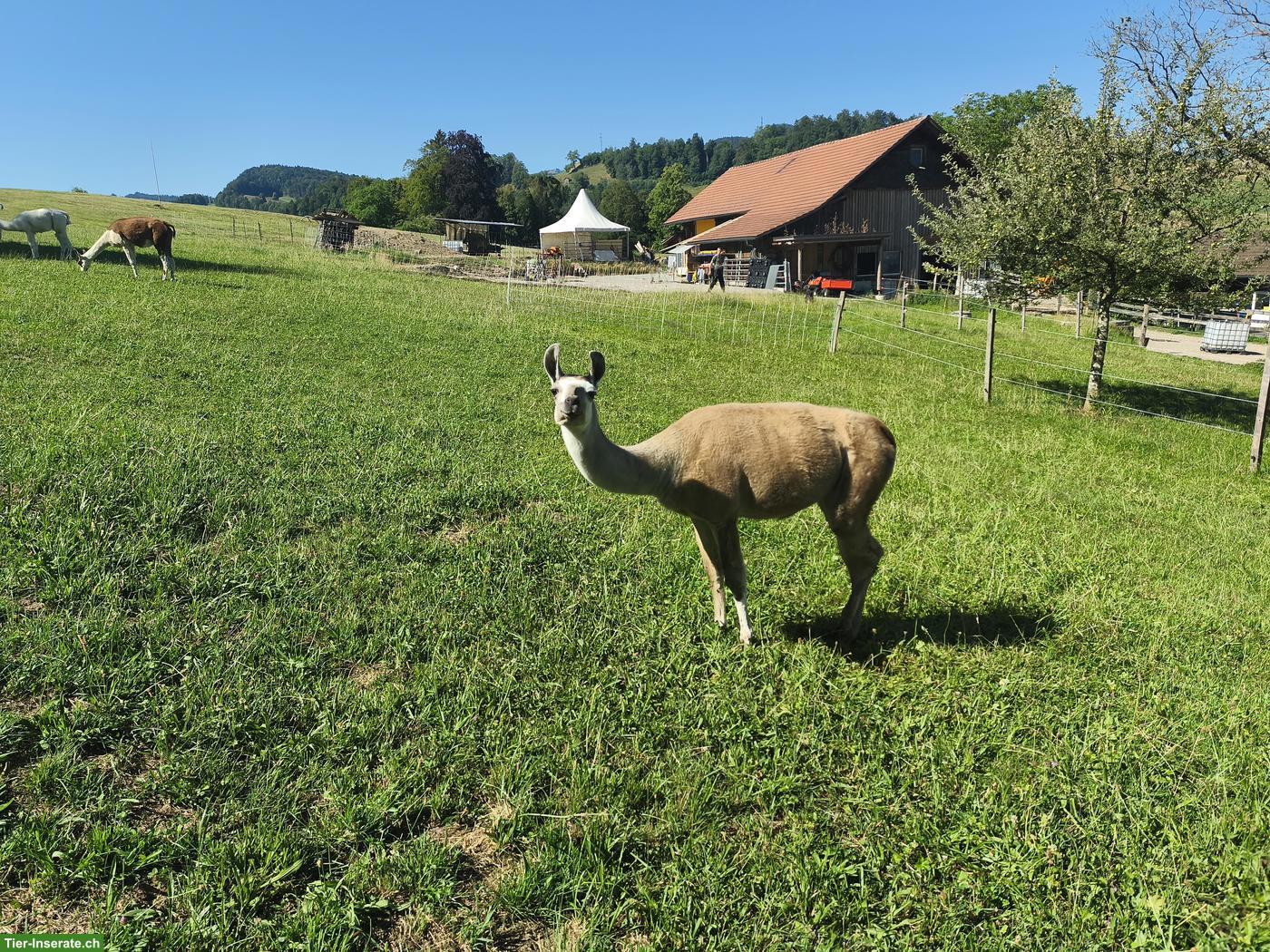 Bild 3: Lama Classic, Stuten und Hengst