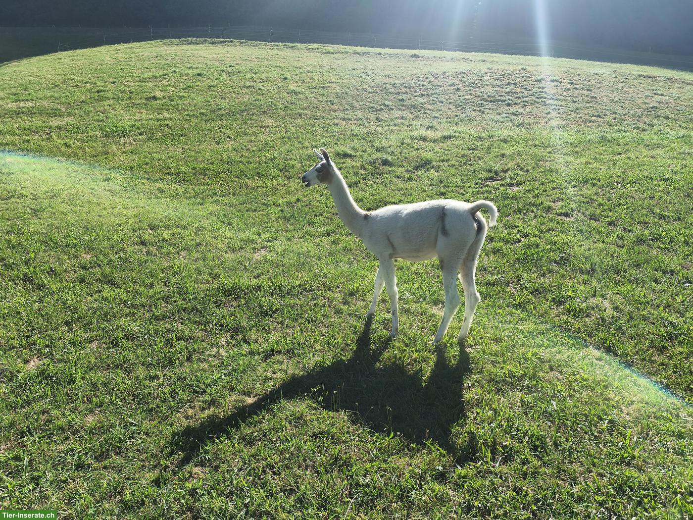 Bild 4: Lama Classic, Stuten und Hengst