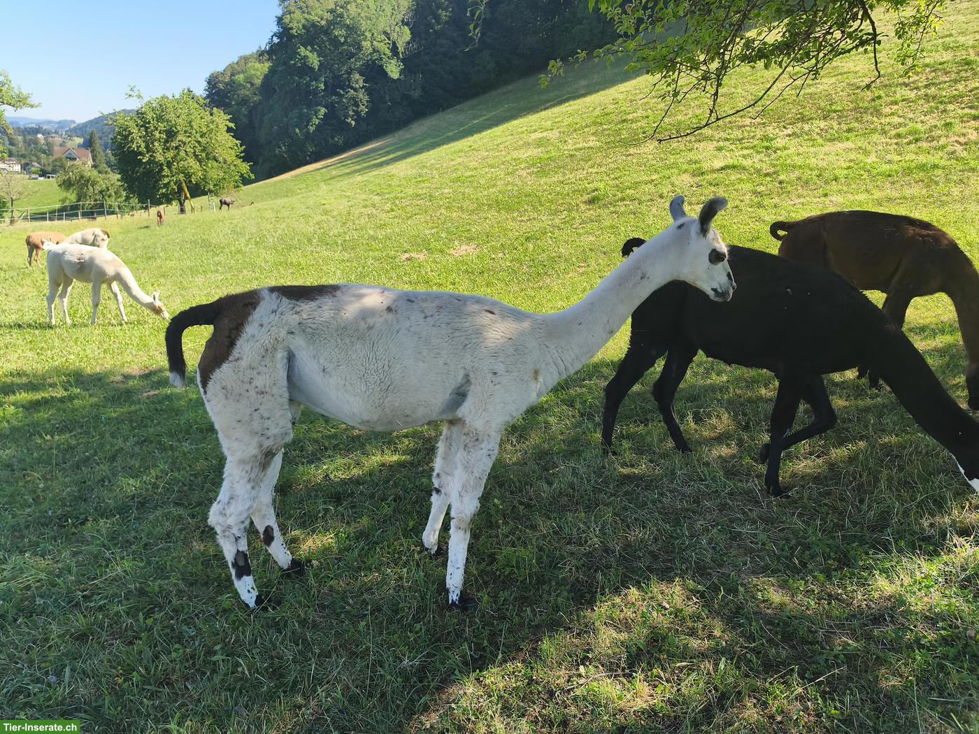 Bild 5: Lama Classic, Stuten und Hengst