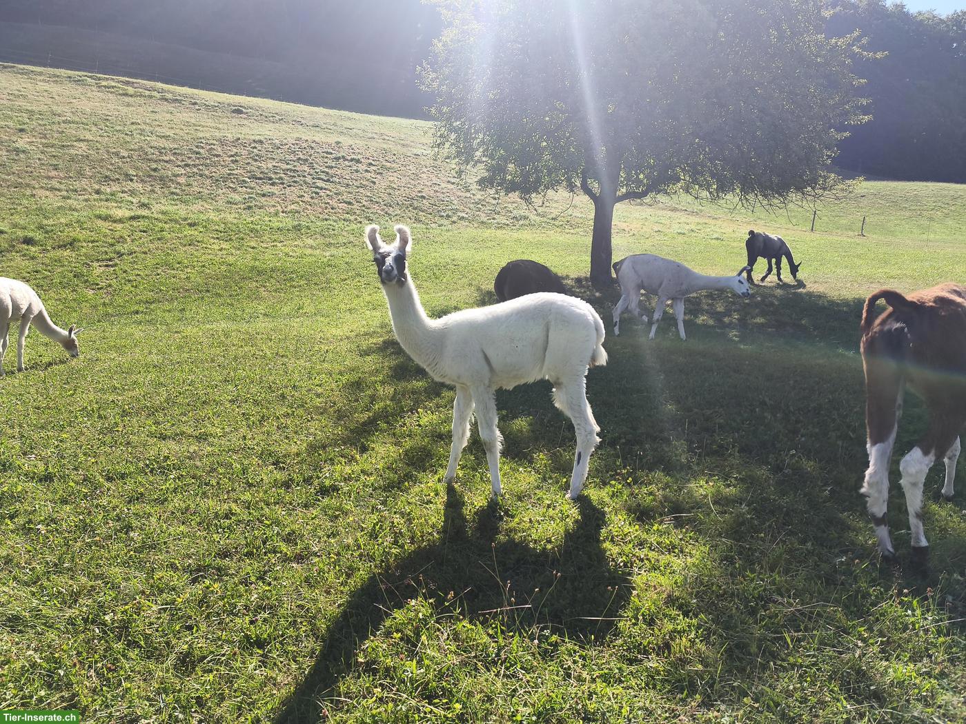 Bild 6: Lama Classic, Stuten und Hengst